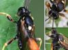 Ichneumon sp.